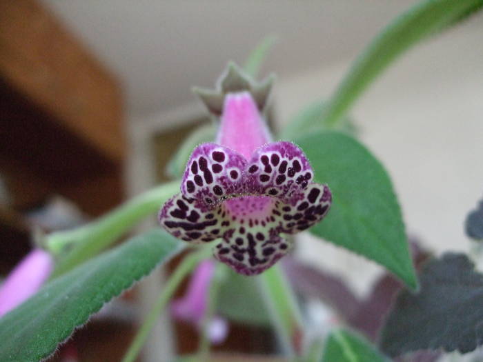 Kohleria Warszewickii 1 - Kohlerii