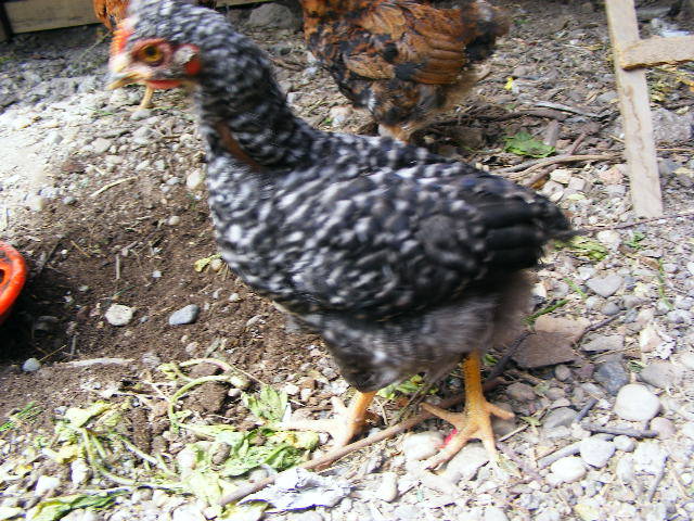 DSCF0731 - Prepelitele mele