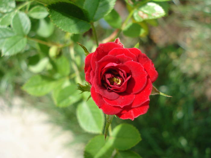 Miniature rose True Love, 17may09 - True Love miniature rose