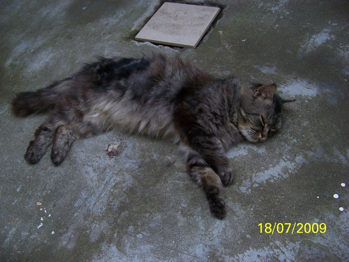 100_8042 - Miky vedeta - motanul