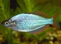 Melanotaenia%20praecox