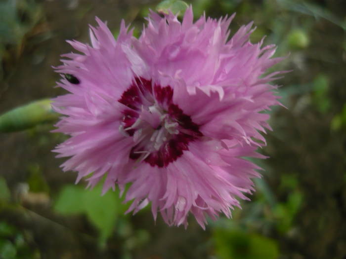 Garofite