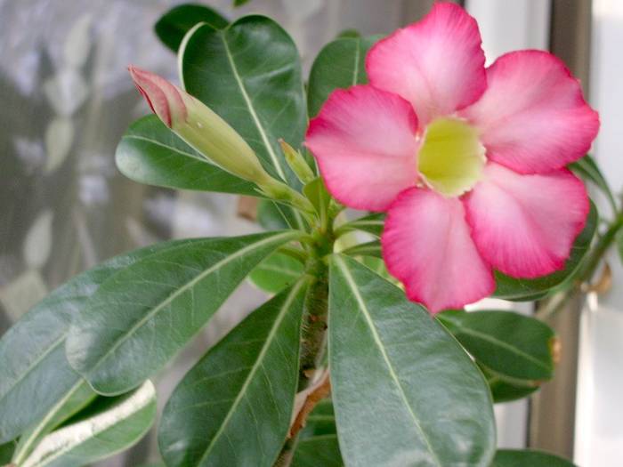 Adenium obesum - Plante cu caudex