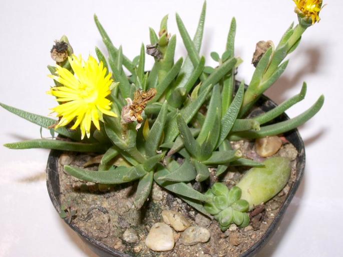 Bergeranthus scapiger - Suculente