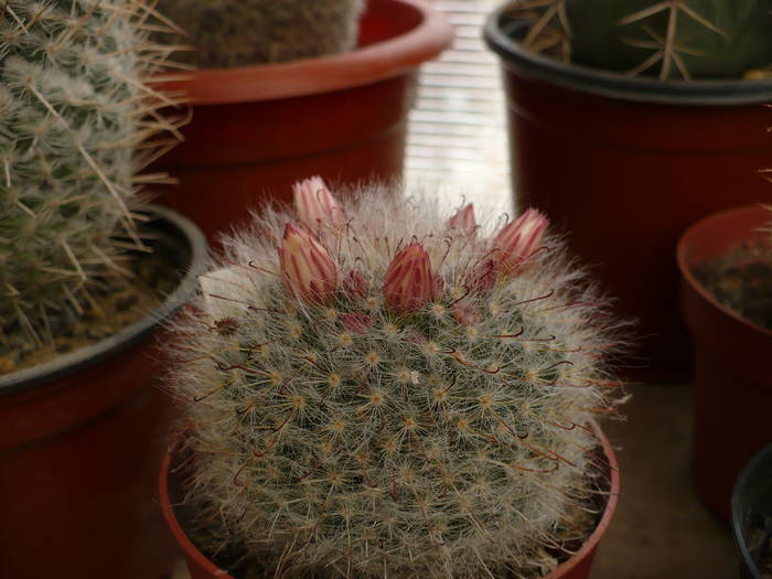 mamillaria leuchanta - Cactusi 2009