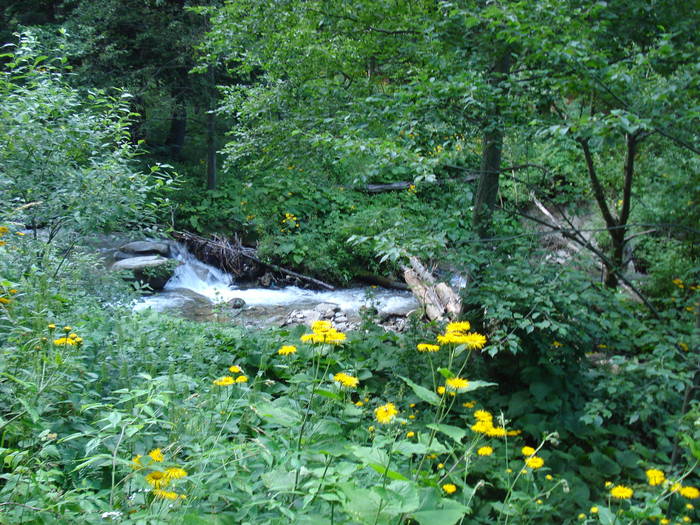 DSC03653 - 2009 CHEIA IULIE