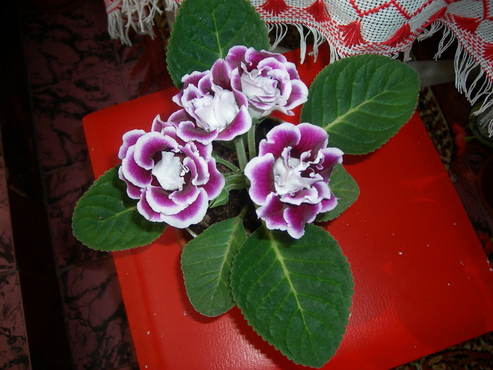 Tigrina mov