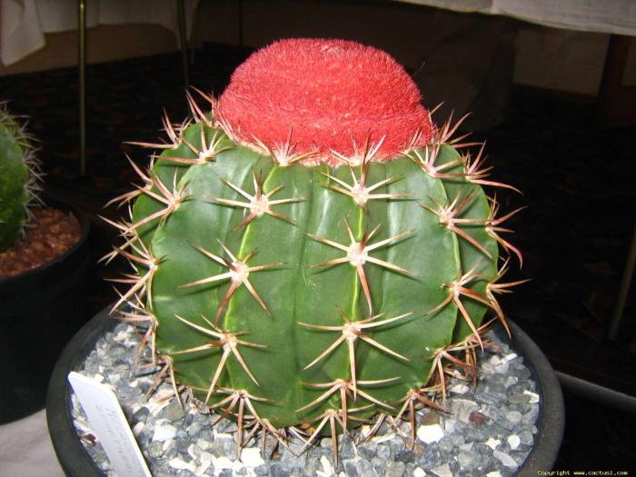 melocactus_zehntneri_tpn1