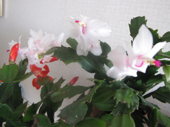 Schlumbergera 30 oct 2009