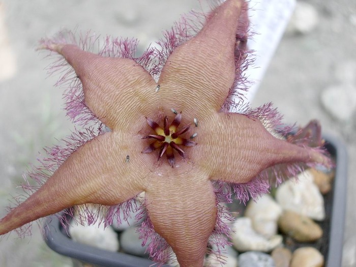 Stapelia schinzii - Asclepiadaceae