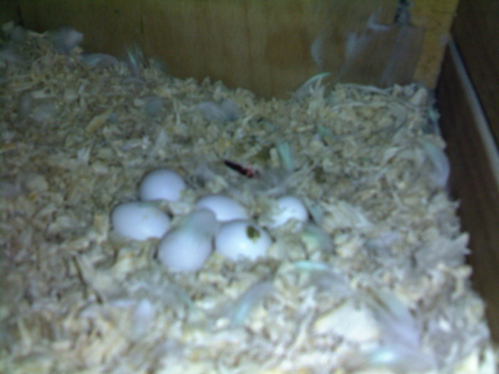 au 2 sapt; prima clocire,o sa urmaresc rezultatu,cu toate ca masculii nu au fost pregatiti
