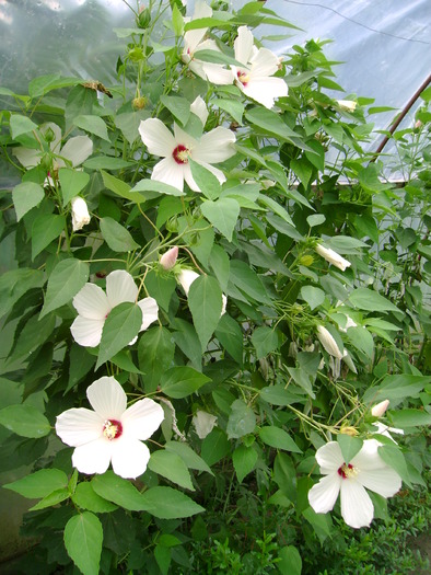 Hibiscus moscheutos - Gradina de flori 2009
