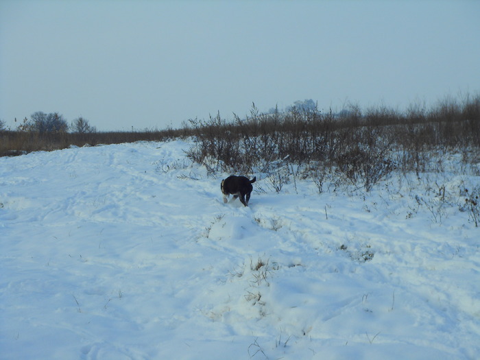  - plimbare iarna-2010
