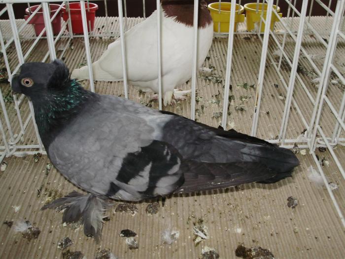 boto 8 - 1506 1 porumbei rj