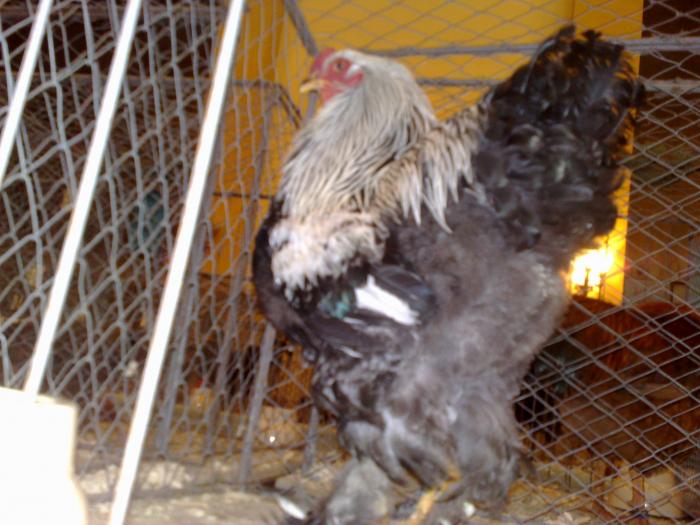 2009-02-15_14-28-44_150220091136