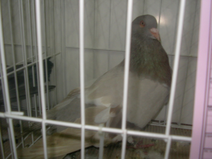 SANY0241 - poze expo 2009