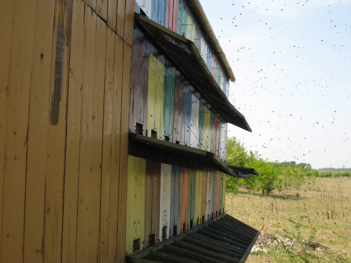 IMG_3443 - salcim I si II 2009