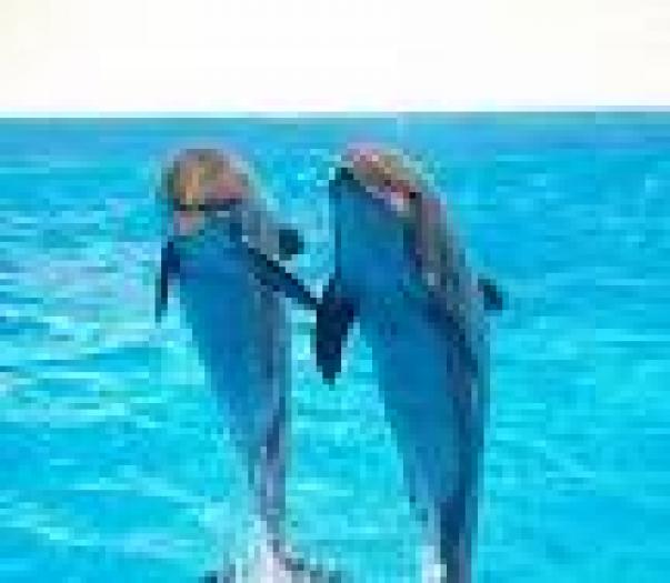 images - delfini