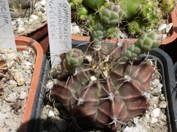 Gymnocalycium mihanovichii v. friedrichii