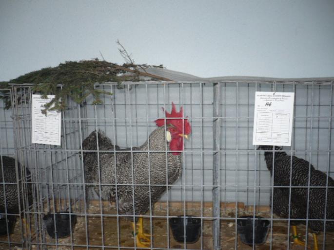 cocos; rasa ptr oua.
