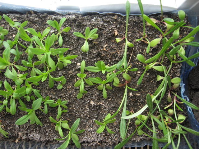 Garofite chinezesti &  Gazania