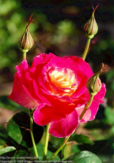 Rose001 - flori