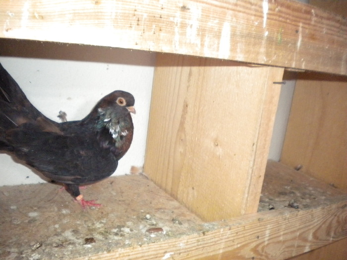 Picture 171 - Raicu 1