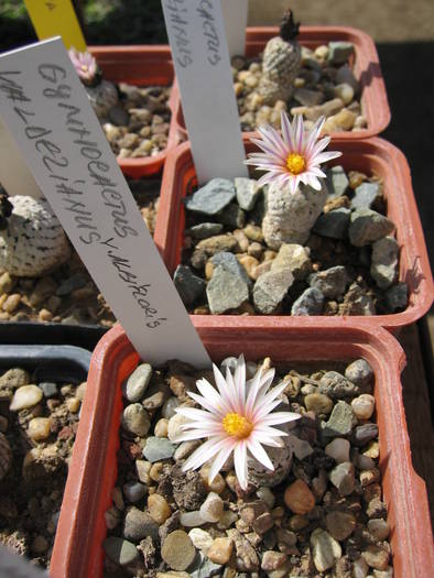 Gymnocactus valdezianus - Cactusi la Constanta