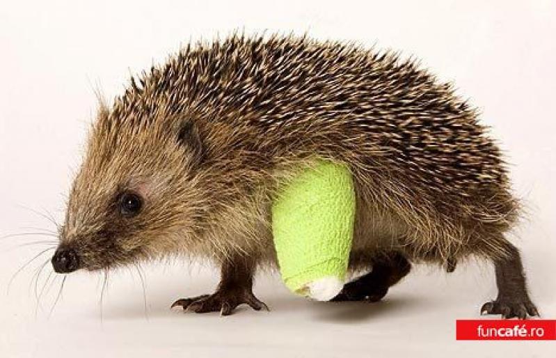 1788_hedgehod-with-a-cute-cast - imagini amuzante cu animale