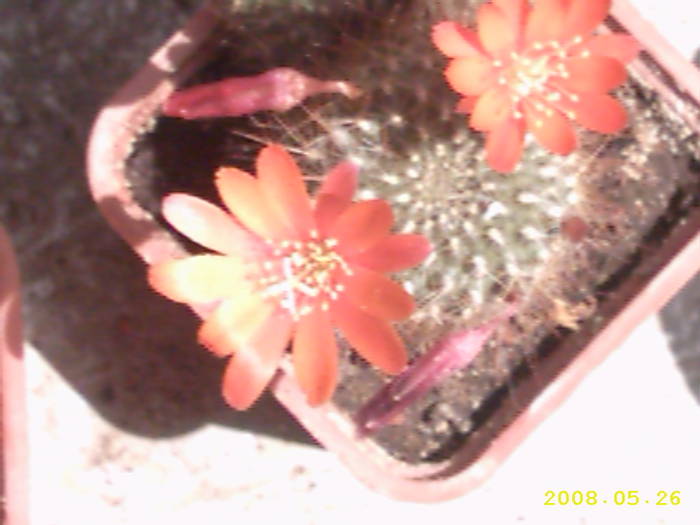 10-Rebutia ? - cactusi