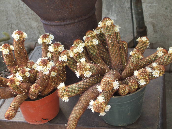 Mammilaria elongata anguinea - colectia mea de cactusi