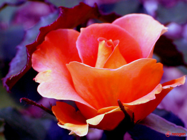 d743e403_0050000920810_00_600 - Trandafiri roz