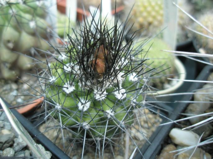 Copiapoa humilis - boboci