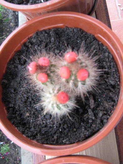 IMG_0161 - cactusi