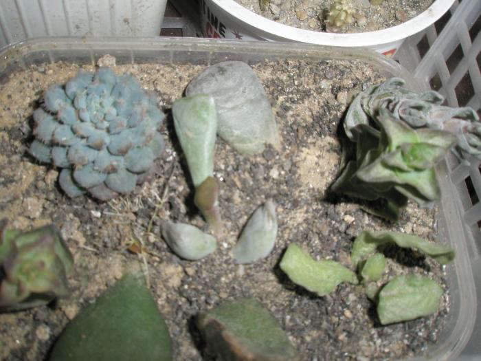 P1100043 - cactusi la iernat 2008-2009