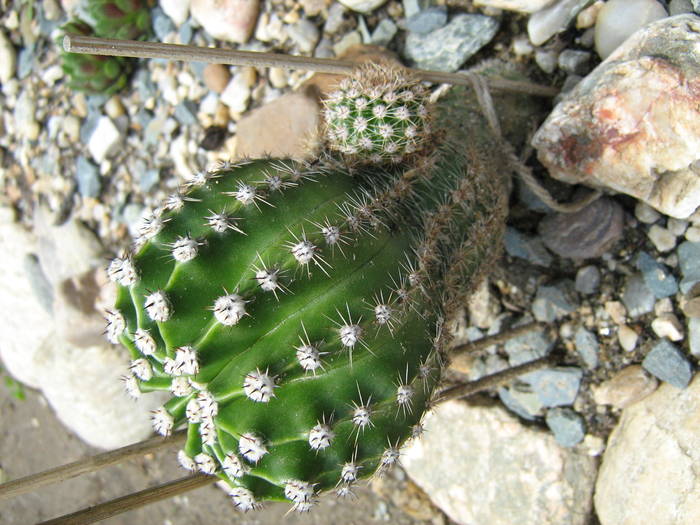 IMG_8634 - Cactusi la mosie 27 iunie 2009