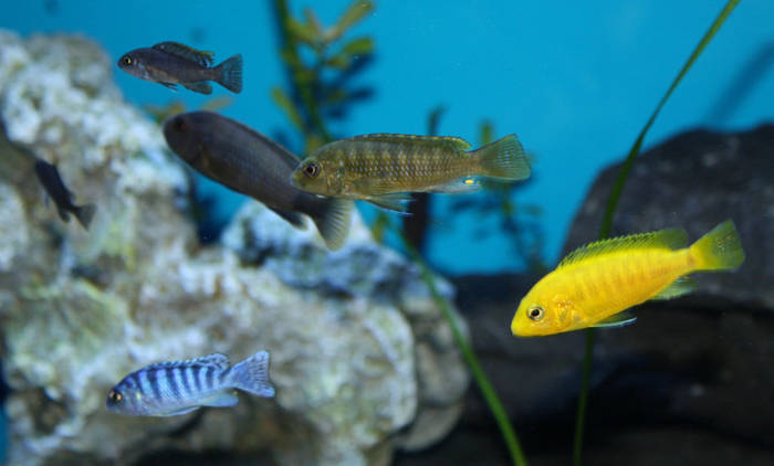 IMG_0768 - African Cichlid