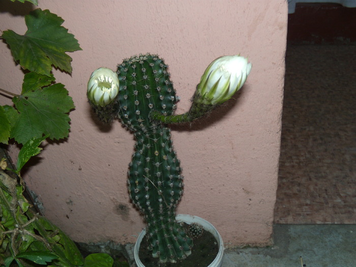 Picture 393 - cactusi