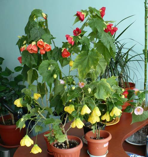 P1140544 - ABUTILONI