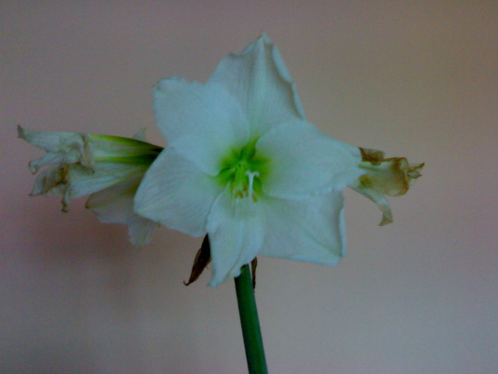 Christmas Gift , ultimele flori - Hippeastrum vara 2009