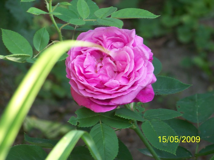 100_1835 - Primavara in curte  Timisoara