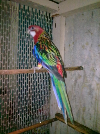 Rosella rubin; mai 2009
