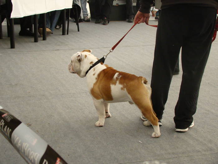 Picture 128 - Expo CACIB Cluj Napoca 15 11 2008