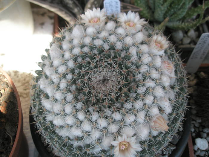 Mammillaria sempervivi - 25.05 - Mammillaria