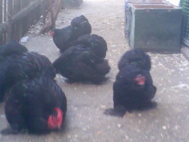 Image011 - cochinchina negru pitic