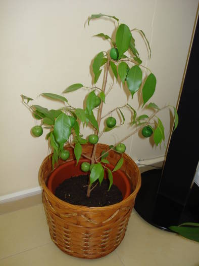 FICUS BENJAMIN