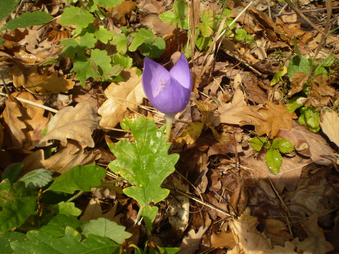 VALEA CALINESTI-PIETRELE ZMEILOR 11.10.2009 116 - VALEA CALINESTI-GROTA PIETRELE ZMEILOR