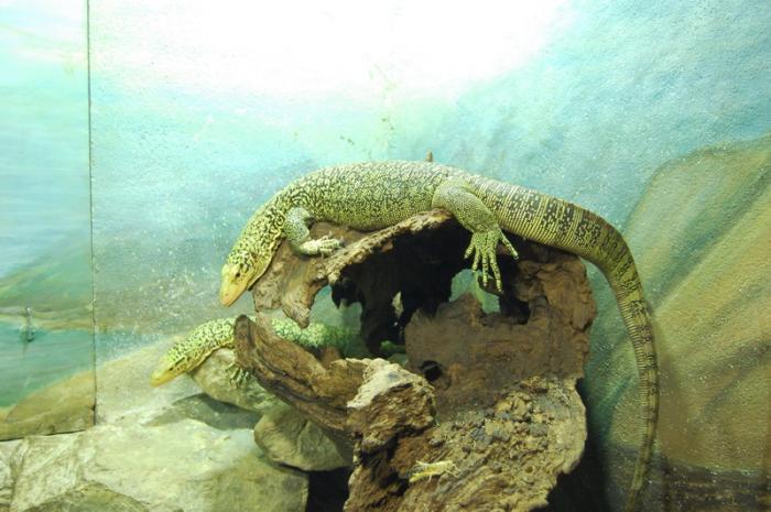 DSC_0124 - zoo amneville