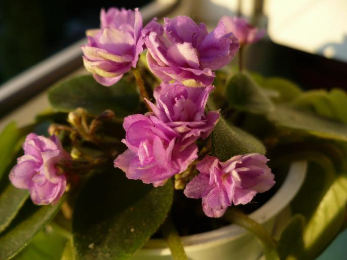 P1030115 - Violete africane