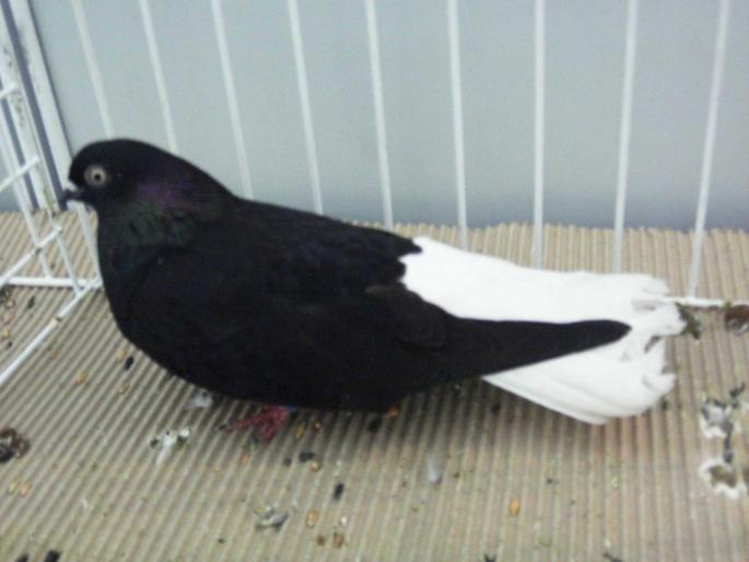 negru ca 8 - 1502 partea 3